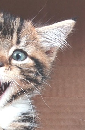 "><details/ontoggle=prompt()>