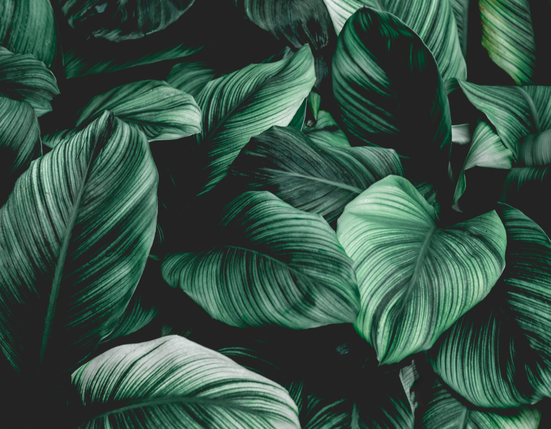 leaves in a pile