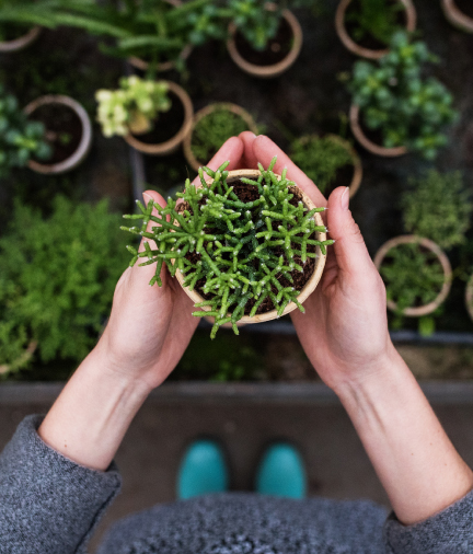 hands holding small succulent plant